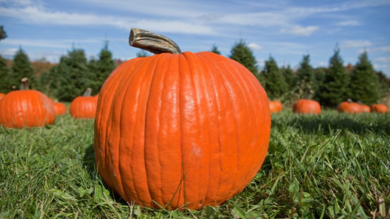Scare Up Some Family Fun at These Pumpkin Patches | RedKey Realty Leaders